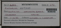 Physarum nutans image